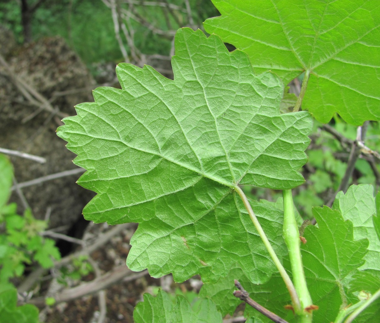 Изображение особи род Vitis.