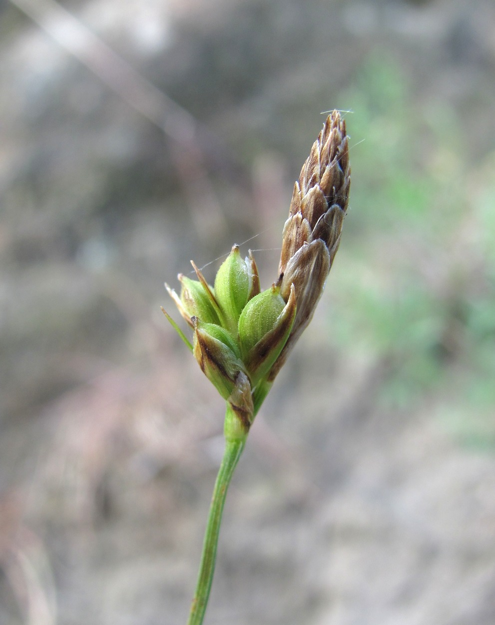 Image of Carex halleriana specimen.