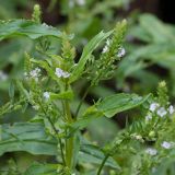 Veronica anagallis-aquatica. Верхушка цветущего побега. Кировская обл., г. Кирово-Чепецк, придорожная канава, подпитываемая родником. 05.07.2018.