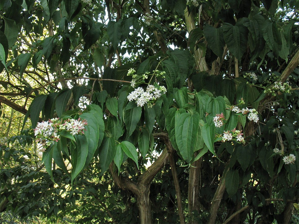 Изображение особи Heptacodium miconioides.