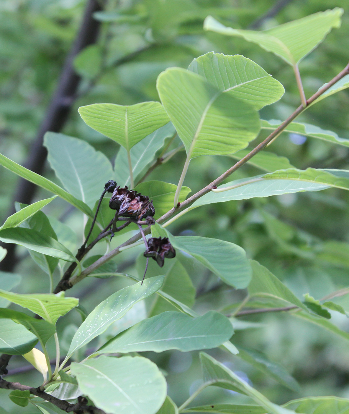 Изображение особи Exochorda korolkowii.