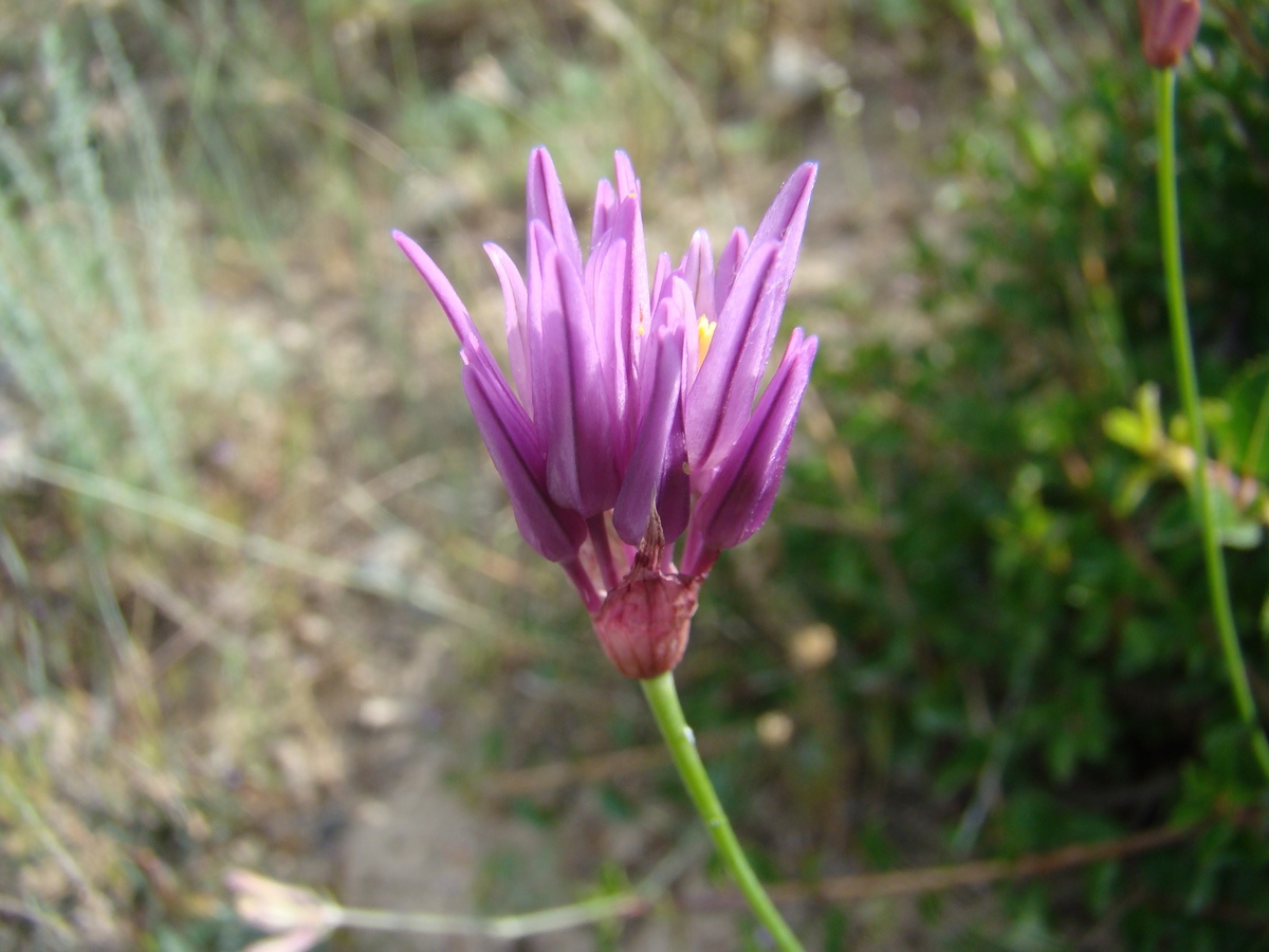 Image of Allium griffithianum specimen.