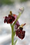 Ophrys mammosa подвид caucasica. Соцветие с бутоном и распустившимися цветками (длина - 3 см). Краснодарский край, Анапский р-н, окр. с. Варваровка, приморский каменистый склон ЮЗ экспозиции. 28 апреля 2015 г.