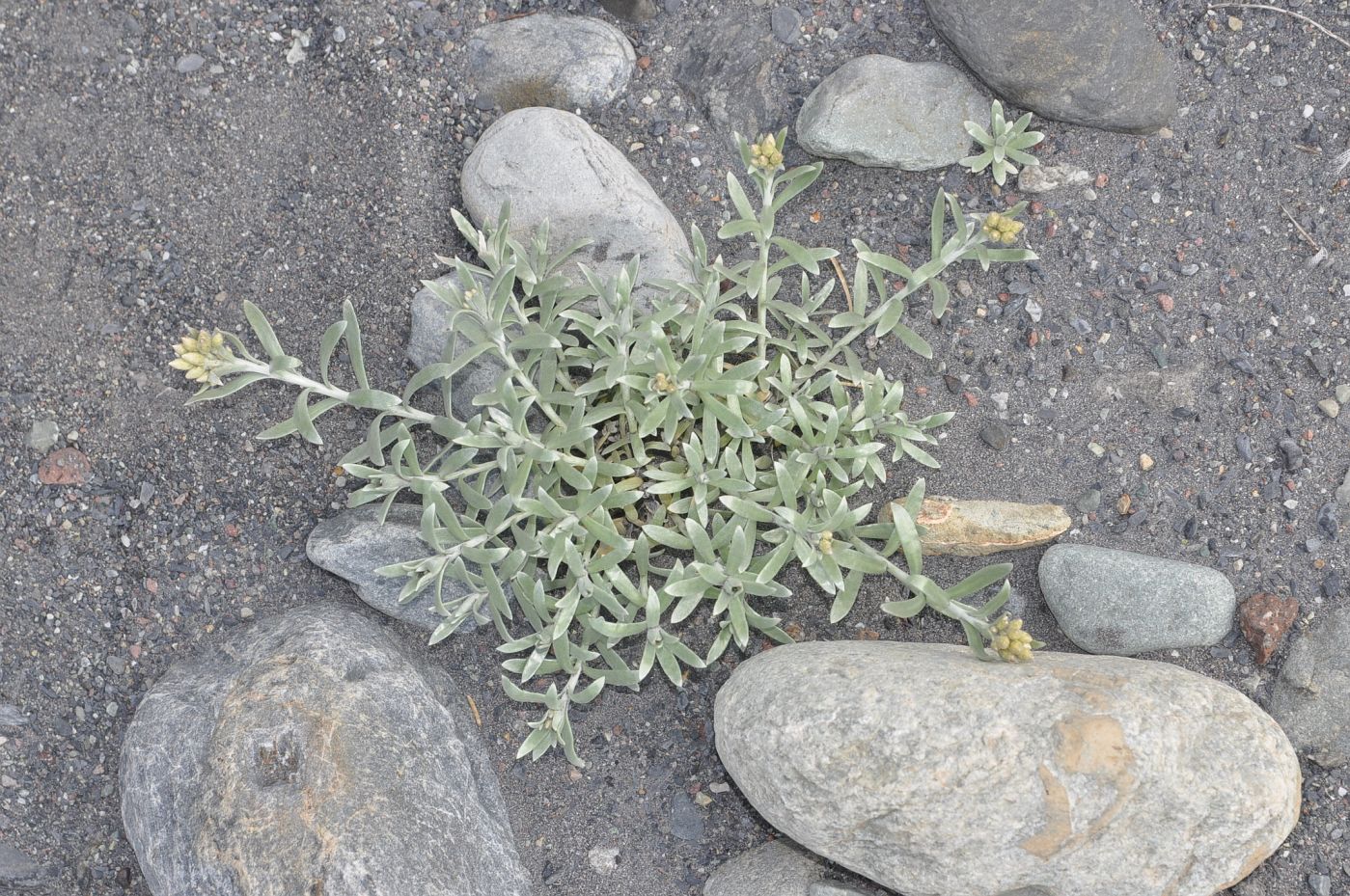 Image of Cladochaeta candidissima specimen.