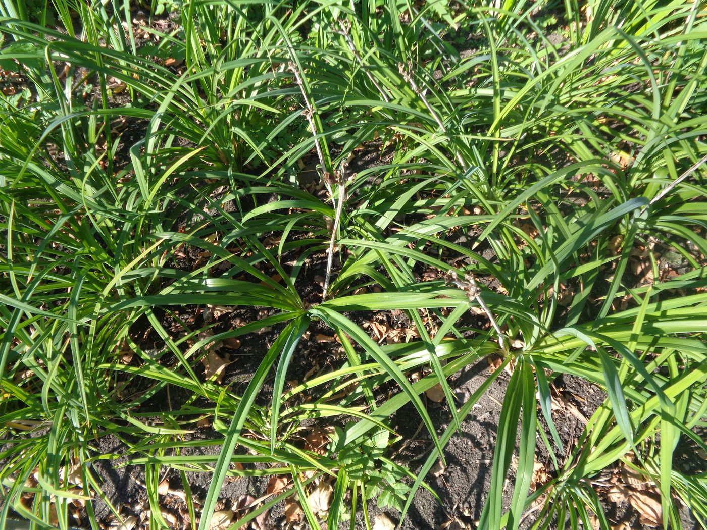 Image of Hemerocallis &times; hybrida specimen.