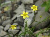 Ranunculus flammula. Верхушки цветущих растений. Украина, Ивано-Франковская обл., Долинский р-н, Шевченковский сельский совет, окр. с. Мысливка, урочище Шандра, пойма р. Свича. 13.07.2018.