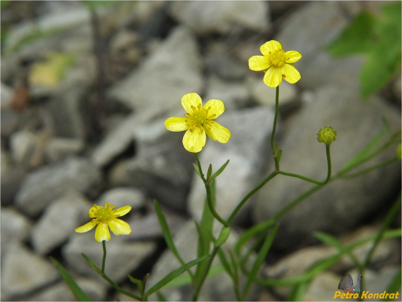 Изображение особи Ranunculus flammula.