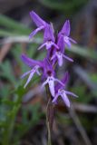 Neottianthe cucullata