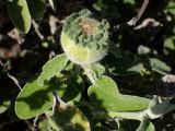 Salvia fruticosa