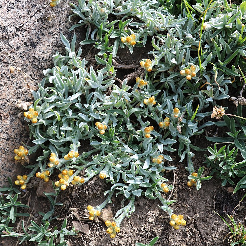 Изображение особи Helichrysum pallasii.