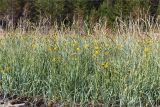 Sonchus humilis