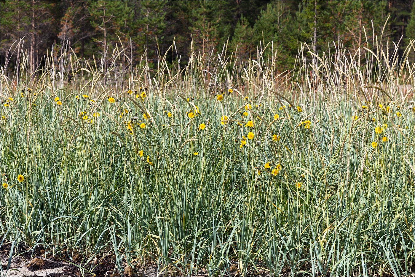 Image of Sonchus humilis specimen.