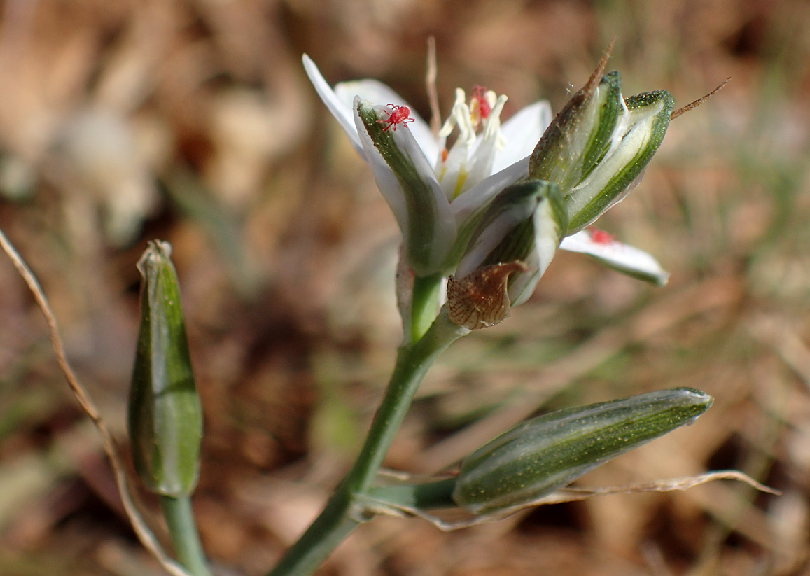 Image of Ornithogalum comosum specimen.