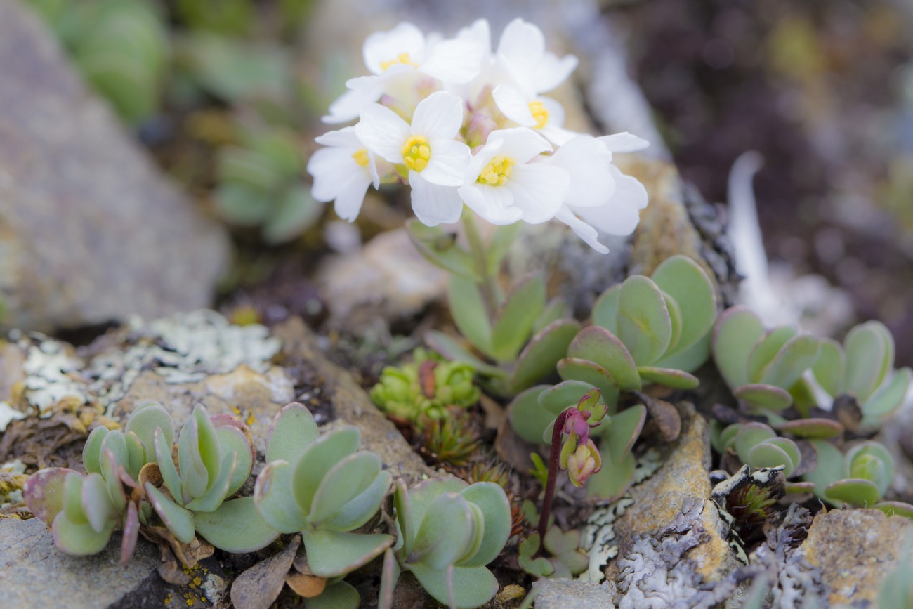 Изображение особи Eunomia rotundifolia.