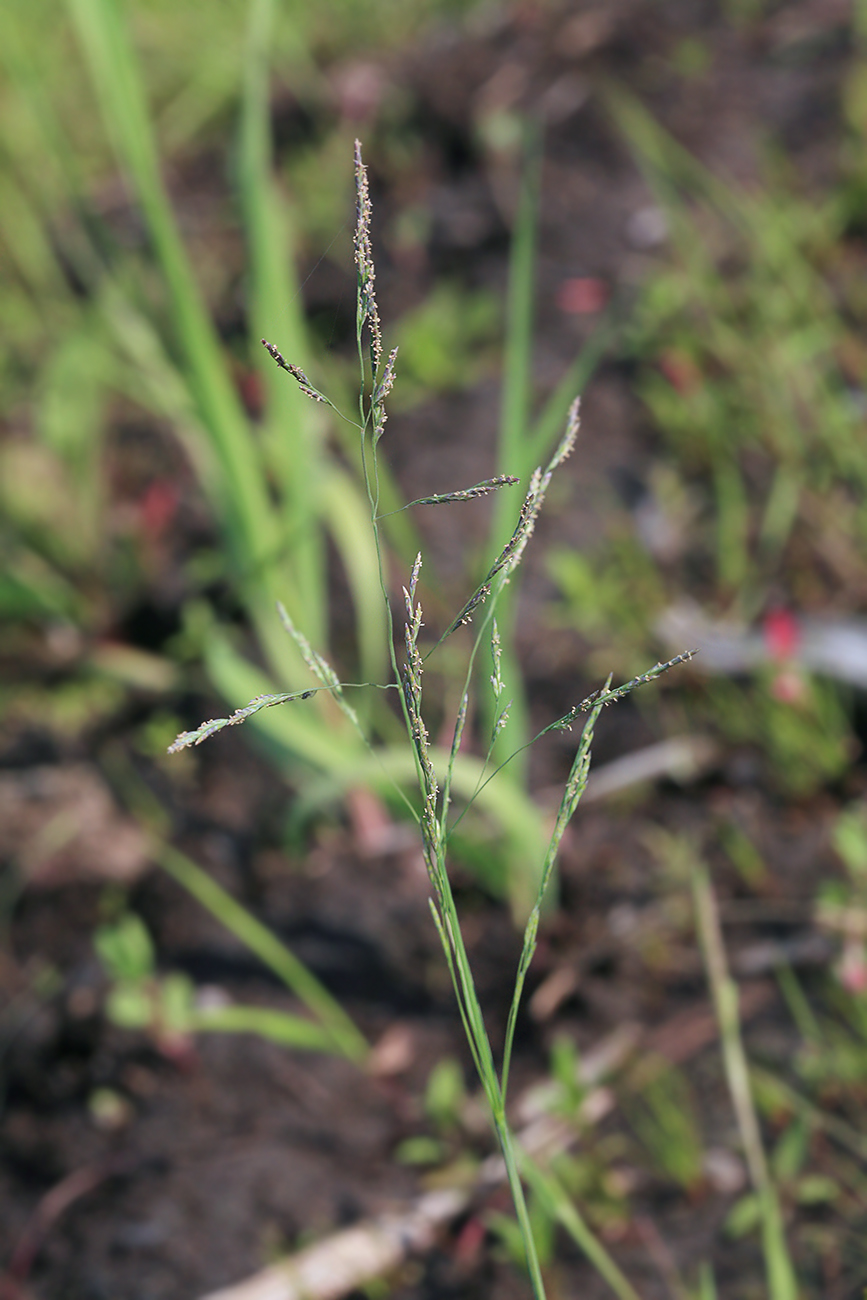 Image of Puccinellia hauptiana specimen.