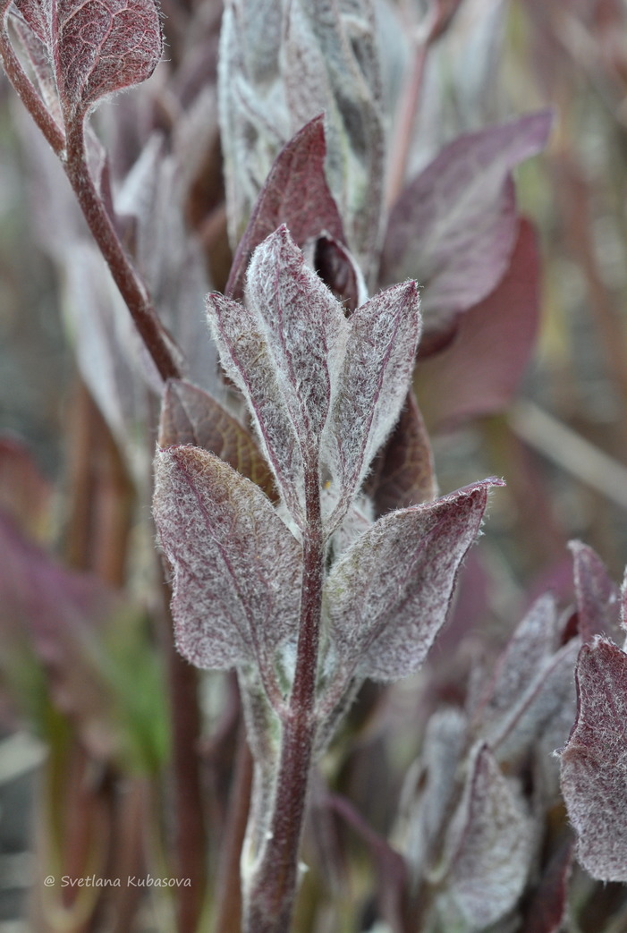 Image of Clematis recta specimen.
