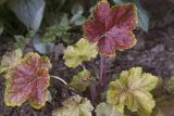 Heuchera × hybrida. Вегетирующее растение (культивар 'Delta Dawn'). Костромская обл., Судиславский р-н, дер. Антипино, в культуре. 11.06.2018.