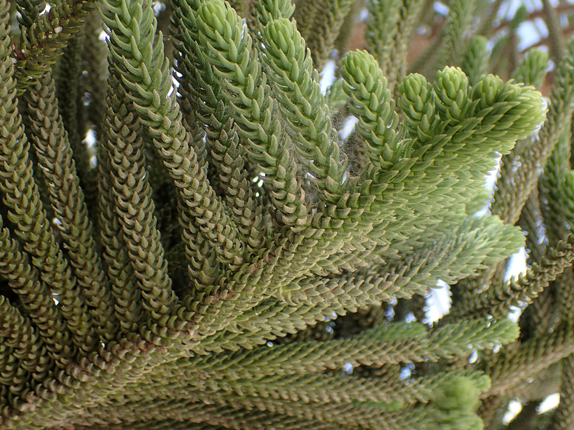 Image of Araucaria heterophylla specimen.