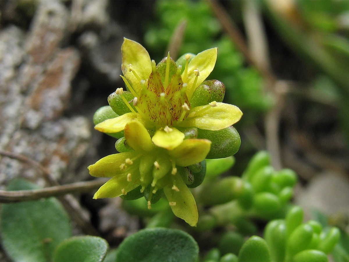 Image of Sedum alpestre specimen.