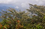 Leptospermum polygalifolium. Ветви цветущих кустарников. Малайзия, Камеронское нагорье, гора Ирау, ≈ 2100 м н.у.м., опушка туманного (мохового) леса. 04.05.2017.