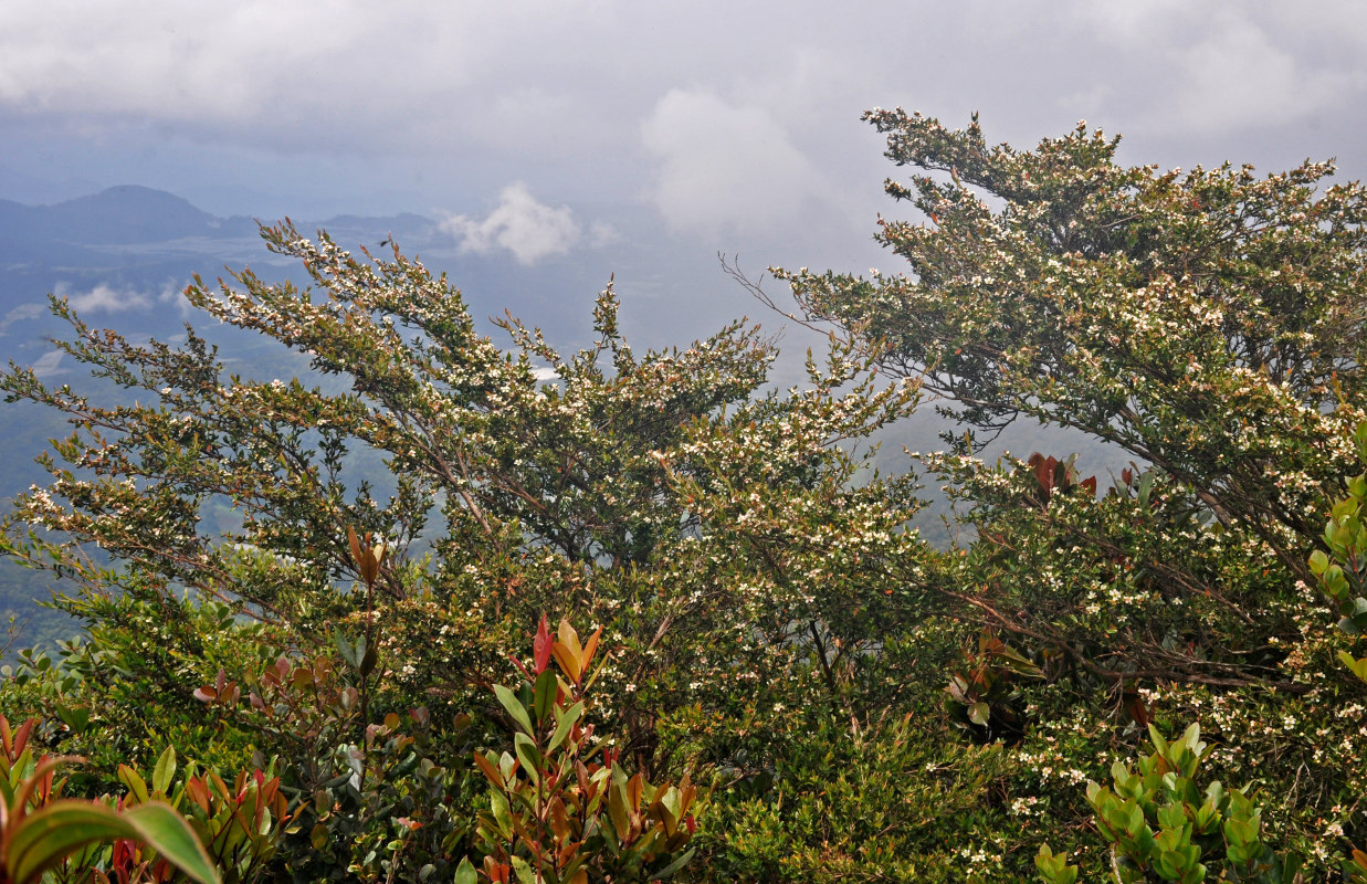 Image of Leptospermum polygalifolium specimen.
