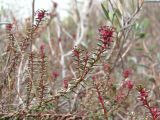 Empetrum nigrum. Верхушка веточки с мужскими цветками. Окр. Архангельска, болото. 09.05.2011.