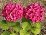 Hydrangea macrophylla