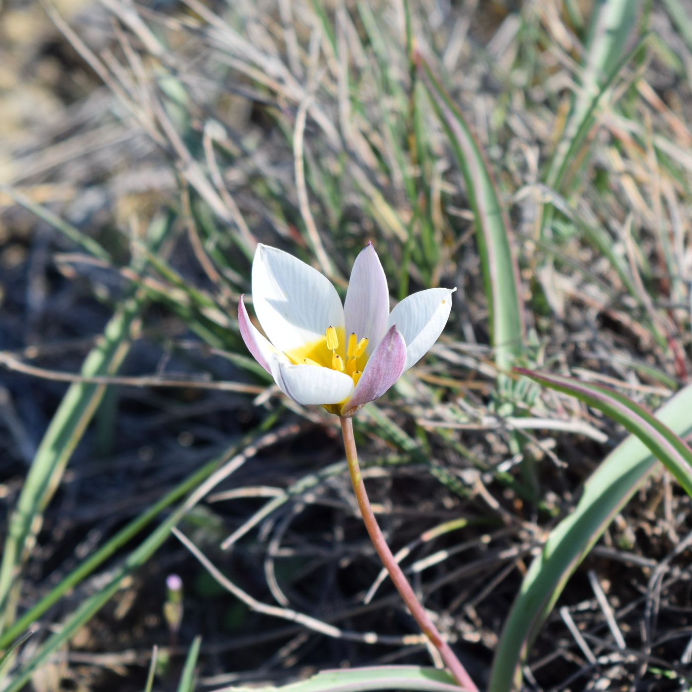 Image of Tulipa biflora specimen.