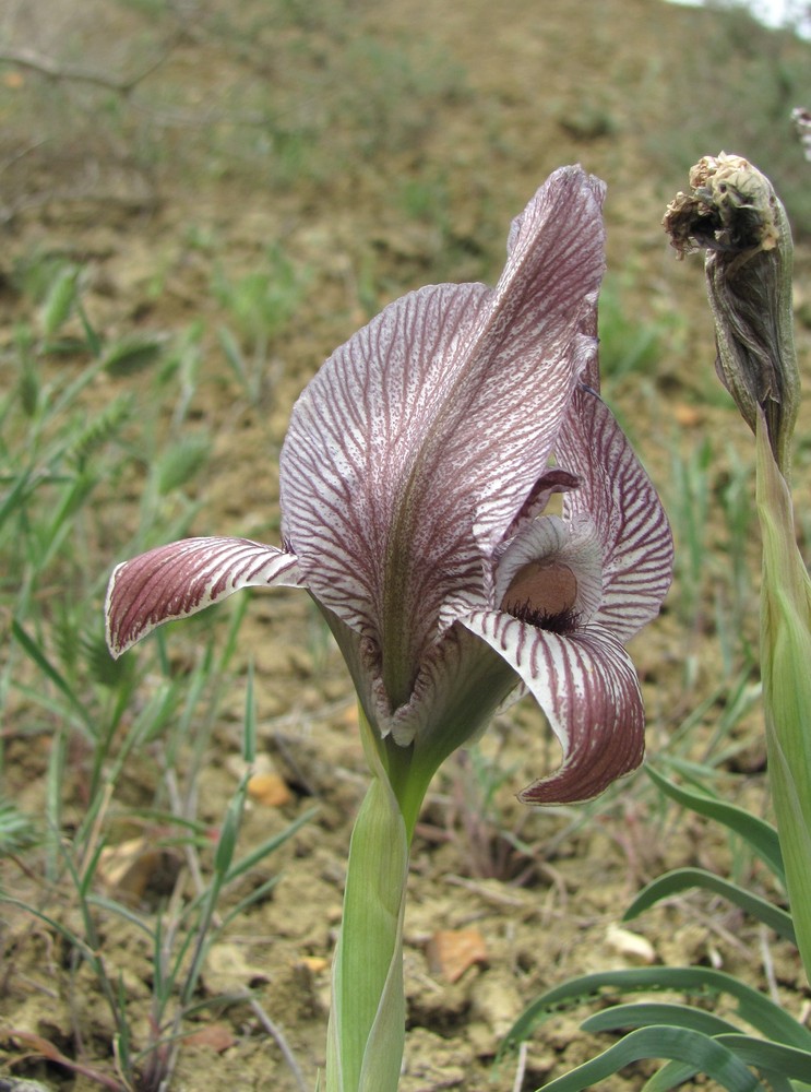 Изображение особи Iris acutiloba.