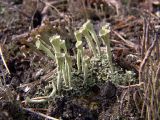 genus Cladonia