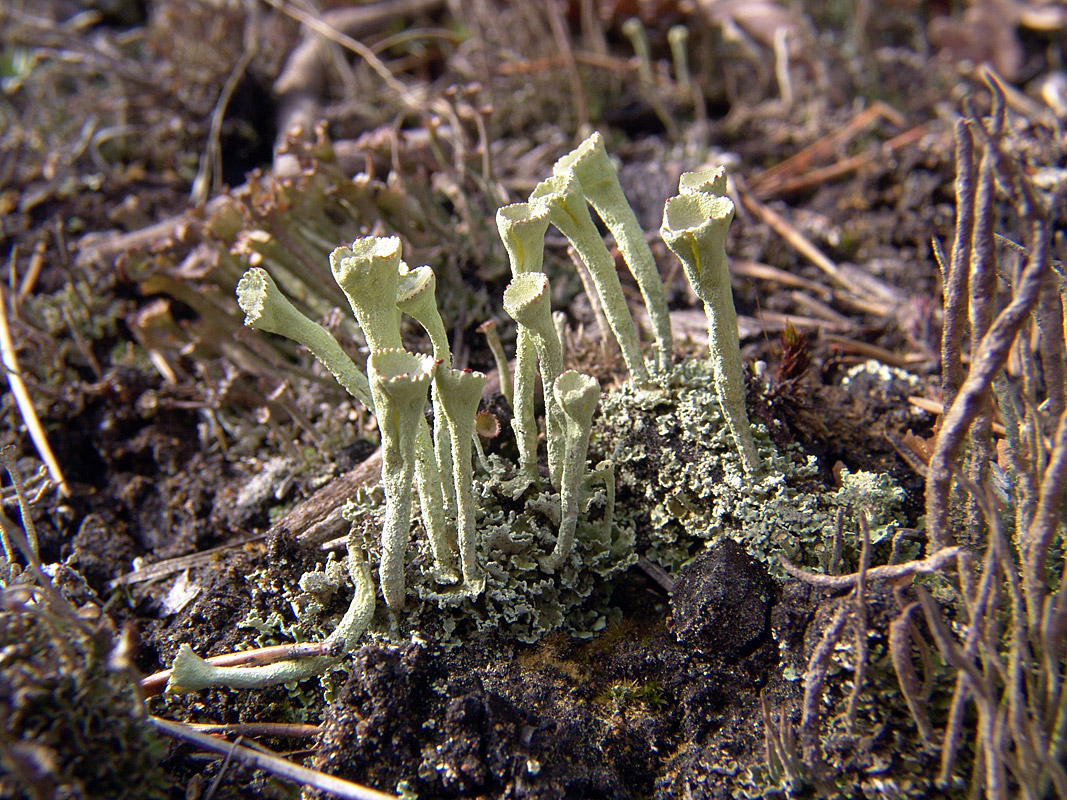 Изображение особи род Cladonia.