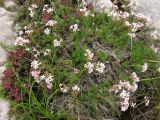 Asperula caespitans