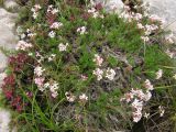 Asperula caespitans. Цветущее растение. Крым, верхнее плато Чатырдага. 4 июля 2010 г.