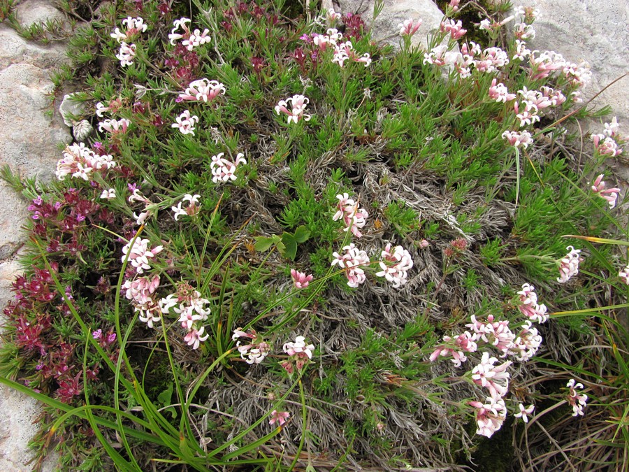 Изображение особи Asperula caespitans.