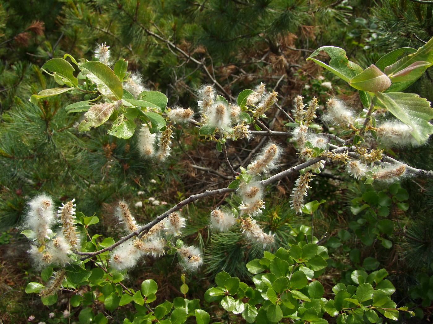 Image of Salix abscondita specimen.