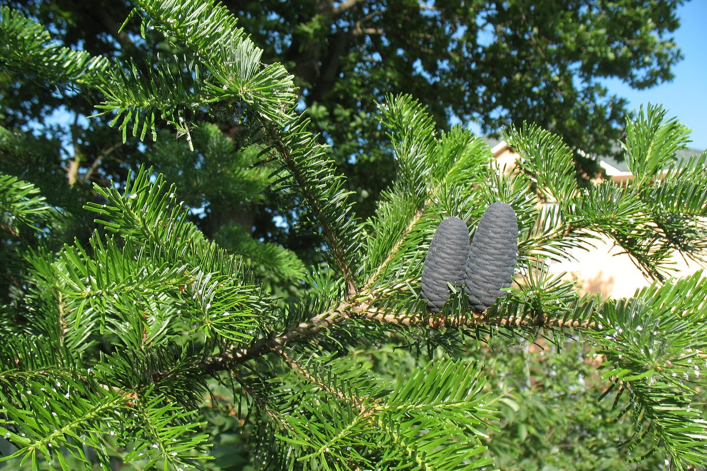 Image of Abies alba specimen.