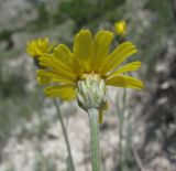 Tanacetum akinfiewii. Соцветие (вид со стороны обёртки). Дагестан, Левашинский р-н, окр. с. Цудахар, ок. 1300 м н.у.м., обрывистый известняковый склон. 11.06.2019.