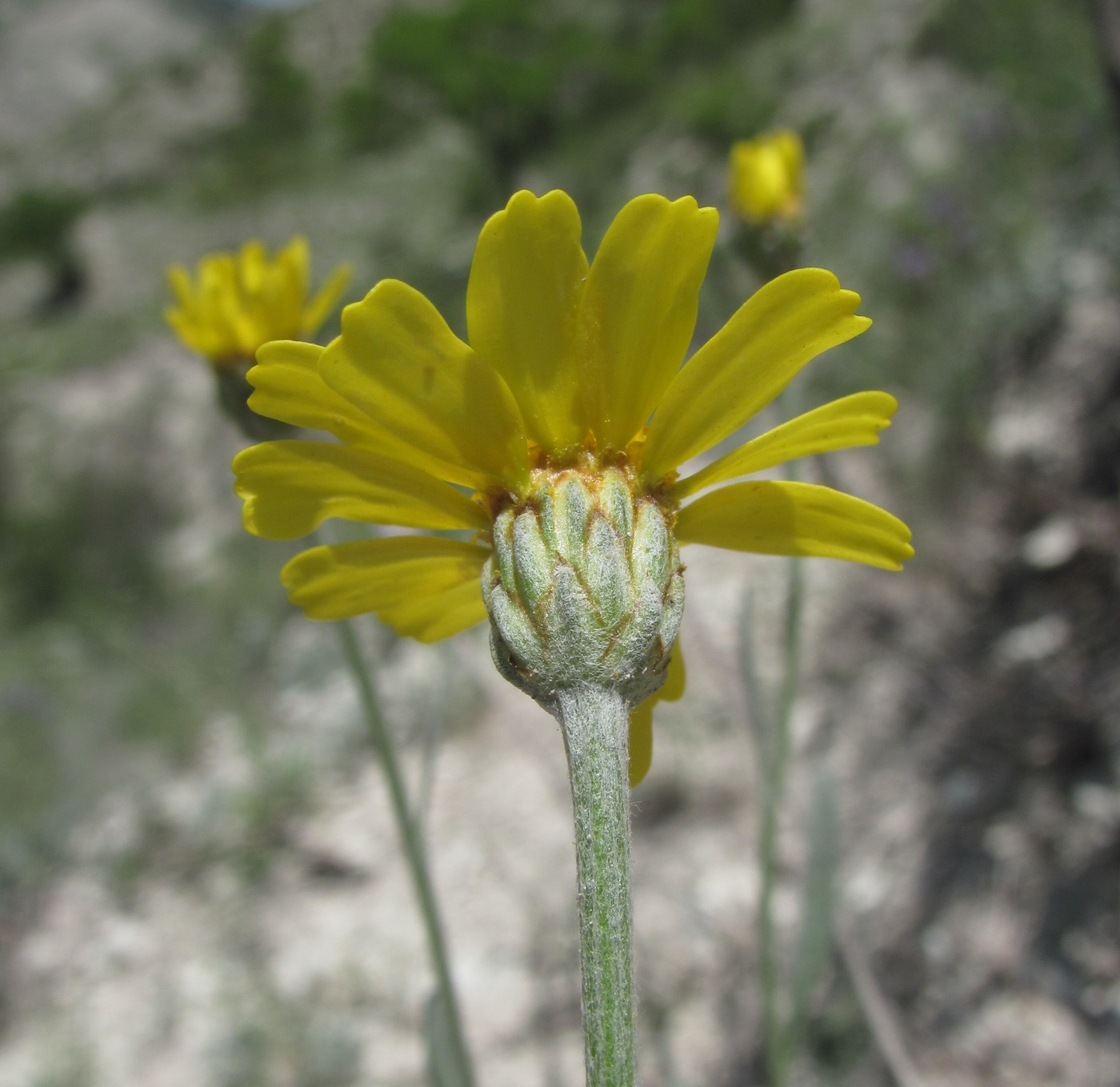 Image of Tanacetum akinfiewii specimen.