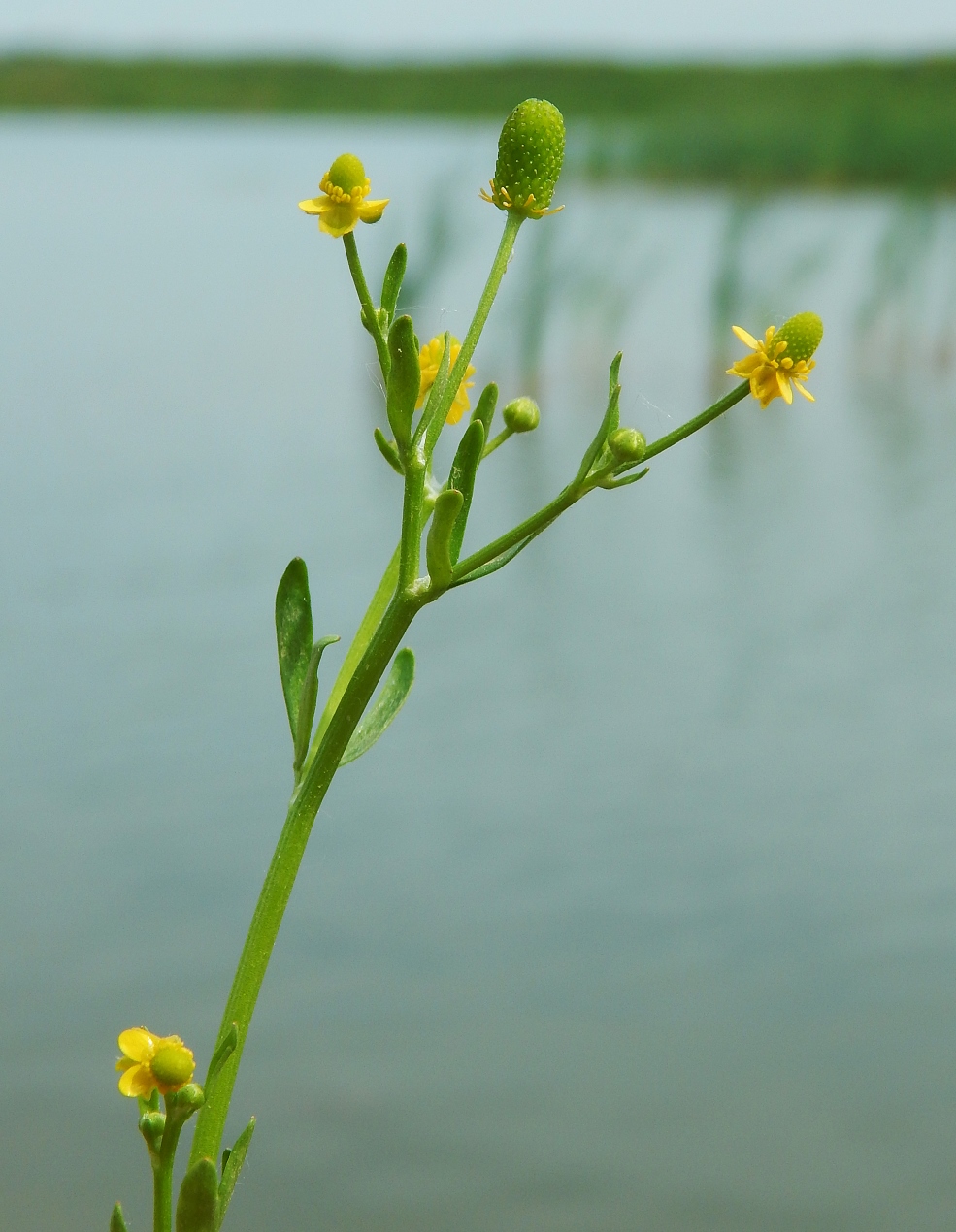 Image of Ranunculus sceleratus specimen.