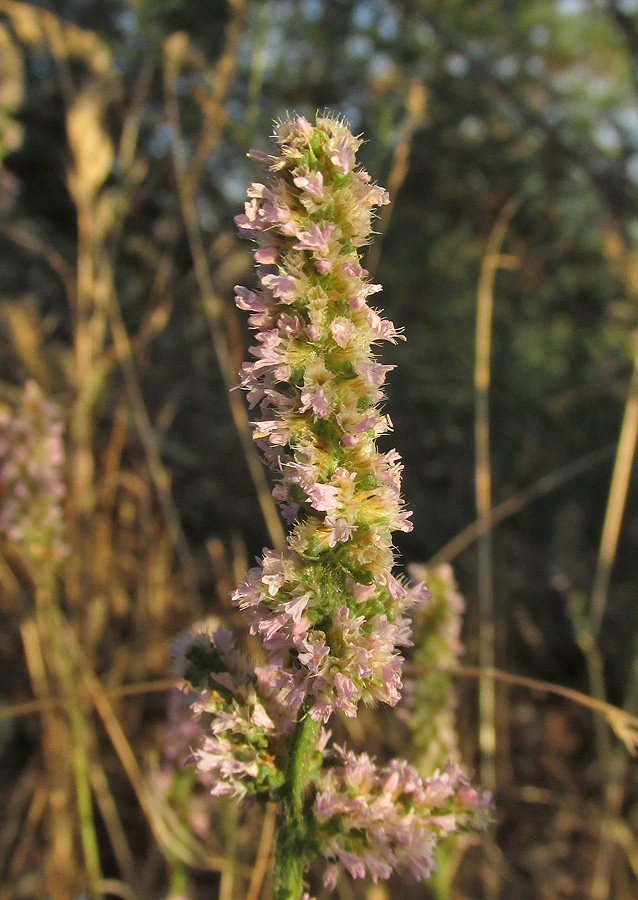 Изображение особи Psylliostachys spicata.