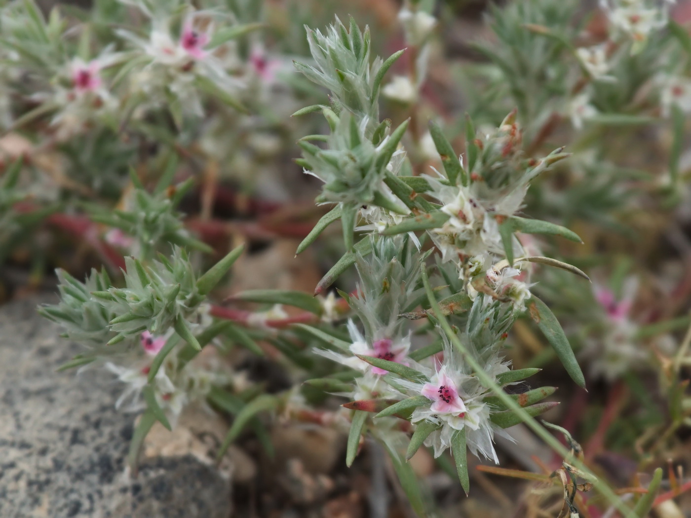 Image of Polygonum paronychioides specimen.