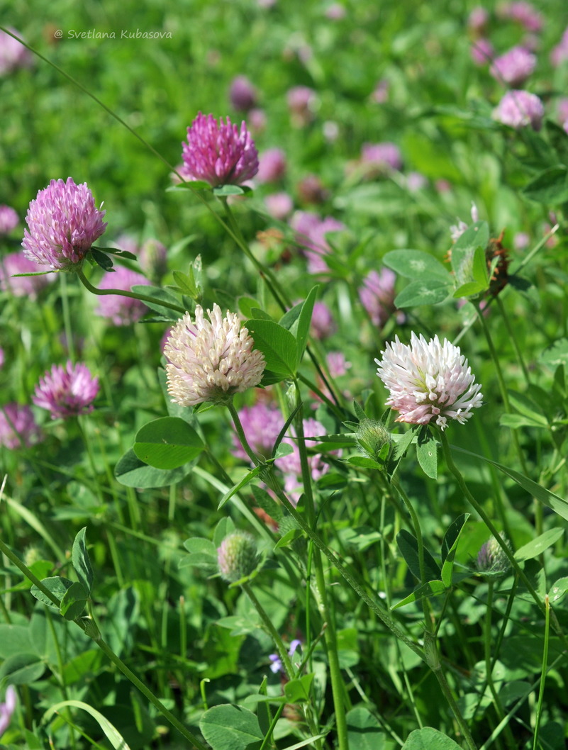 Изображение особи Trifolium pratense.