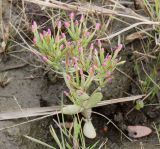 Centaurium pulchellum. Цветущее и плодоносящее растение. Санкт-Петербург, Шушары, территория завода Тойота, на насыпном грунте вместе с Tripolium vulgare и Puccinellia sp. 30.08.2018.