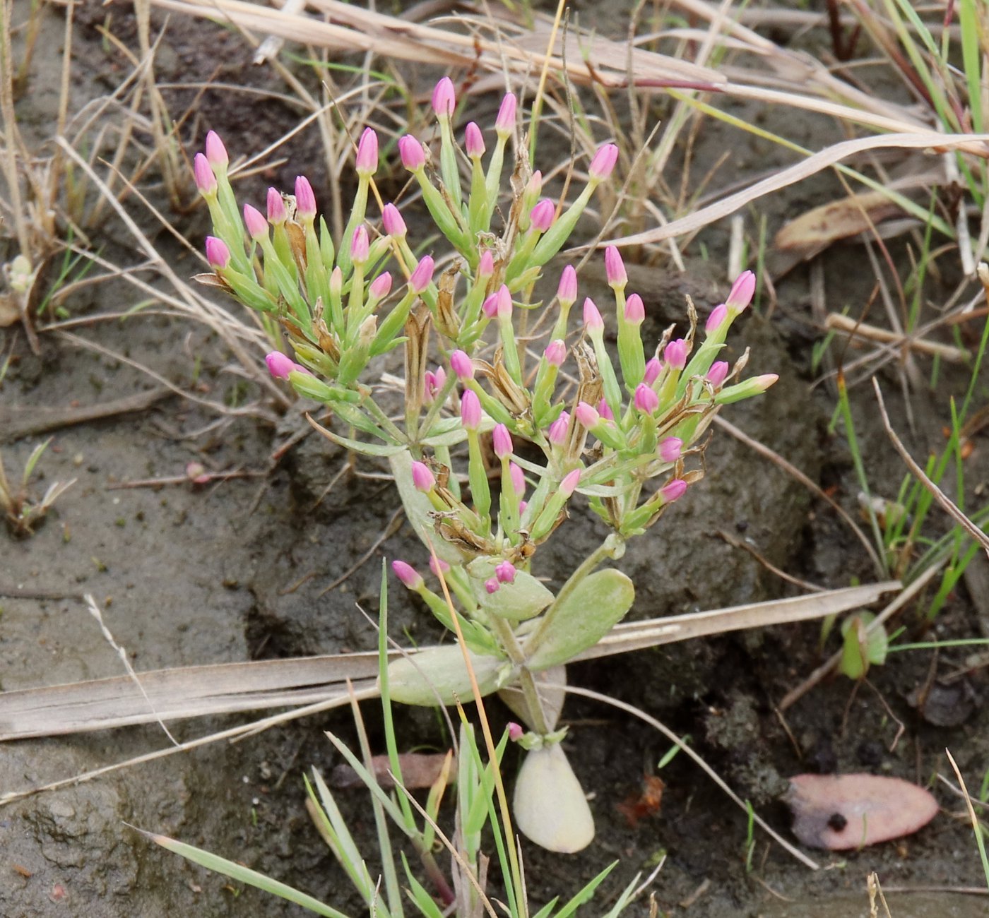 Image of Centaurium pulchellum specimen.