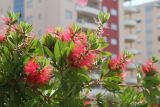 Callistemon citrinus