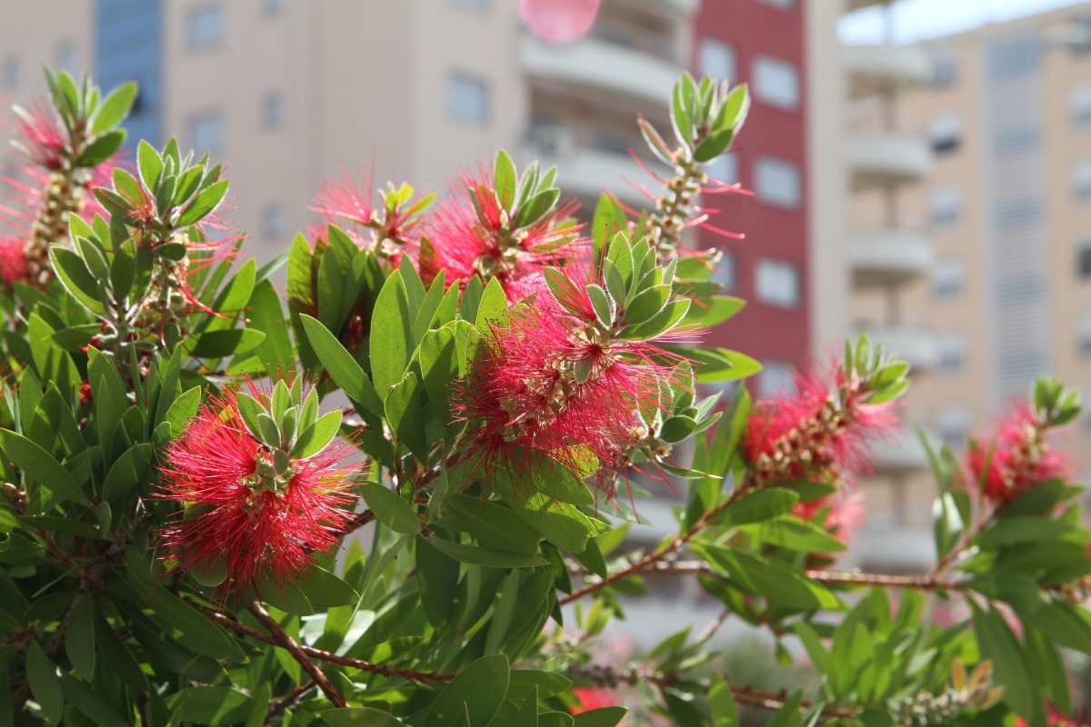 Image of Callistemon citrinus specimen.