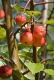 Malus domestica subspecies cerasifera