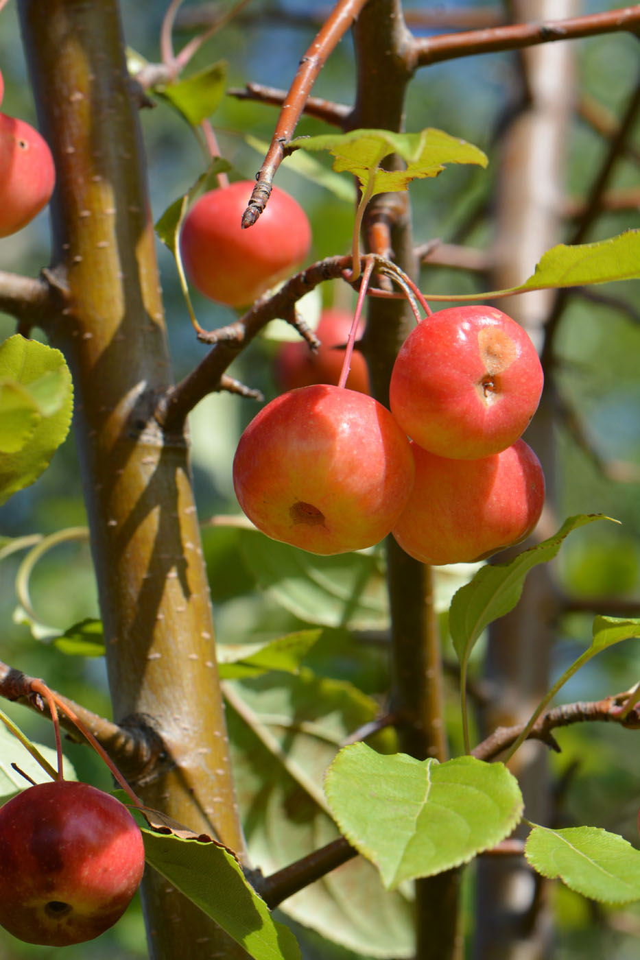 Изображение особи Malus domestica ssp. cerasifera.