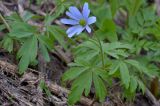 Anemone caucasica. Цветущее растение. Краснодарский край, Мостовский р-н, окр. пос. Кировский, южный склон Чай-горы (2089 м), 1970 м н.у.м., субальпийский луг. 21.05.2019.