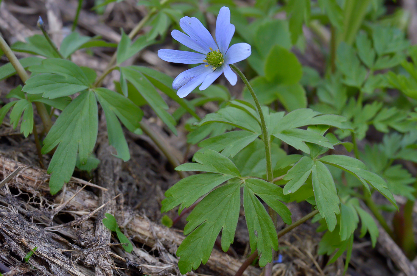 Image of Anemone caucasica specimen.